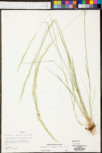 Sphenopholis filiformis image