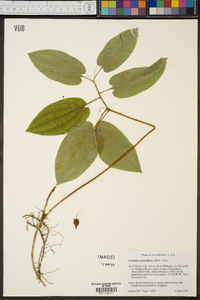 Croomia pauciflora image