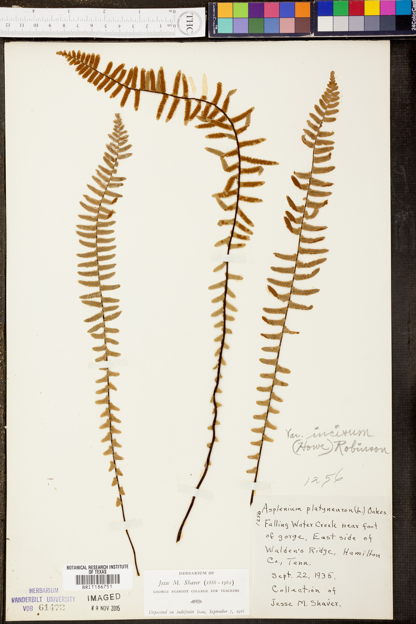 Asplenium platyneuron var. platyneuron image