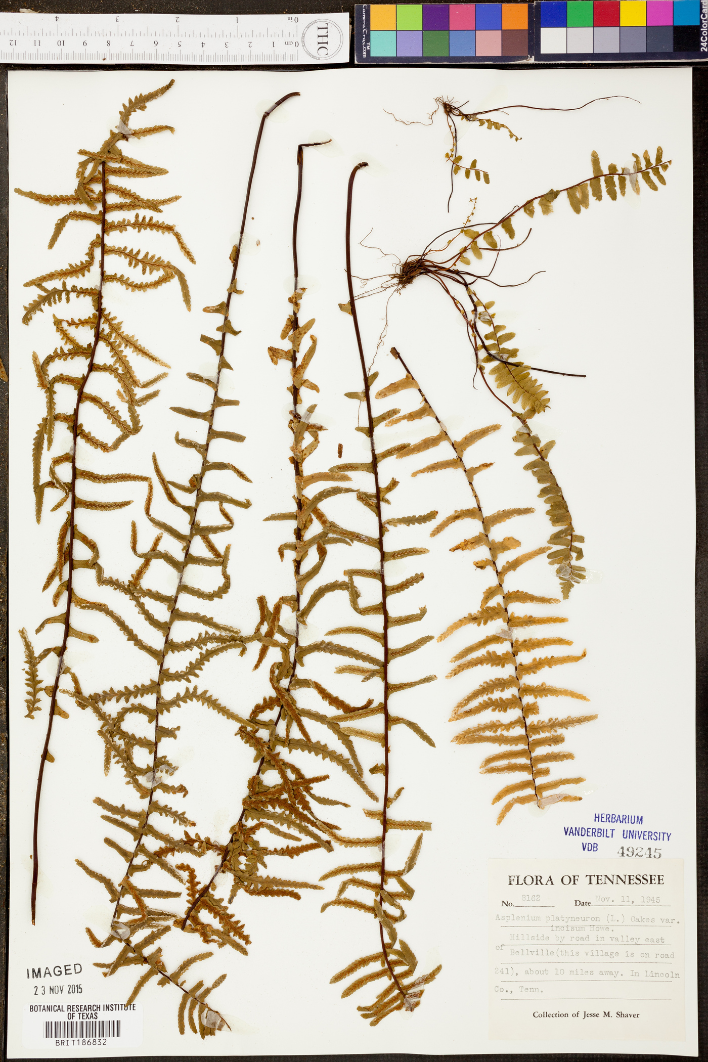 Asplenium platyneuron var. platyneuron image