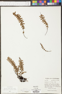 Asplenium resiliens image