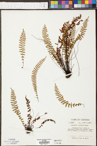 Asplenium resiliens image