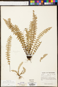 Asplenium resiliens image