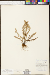 Asplenium resiliens image