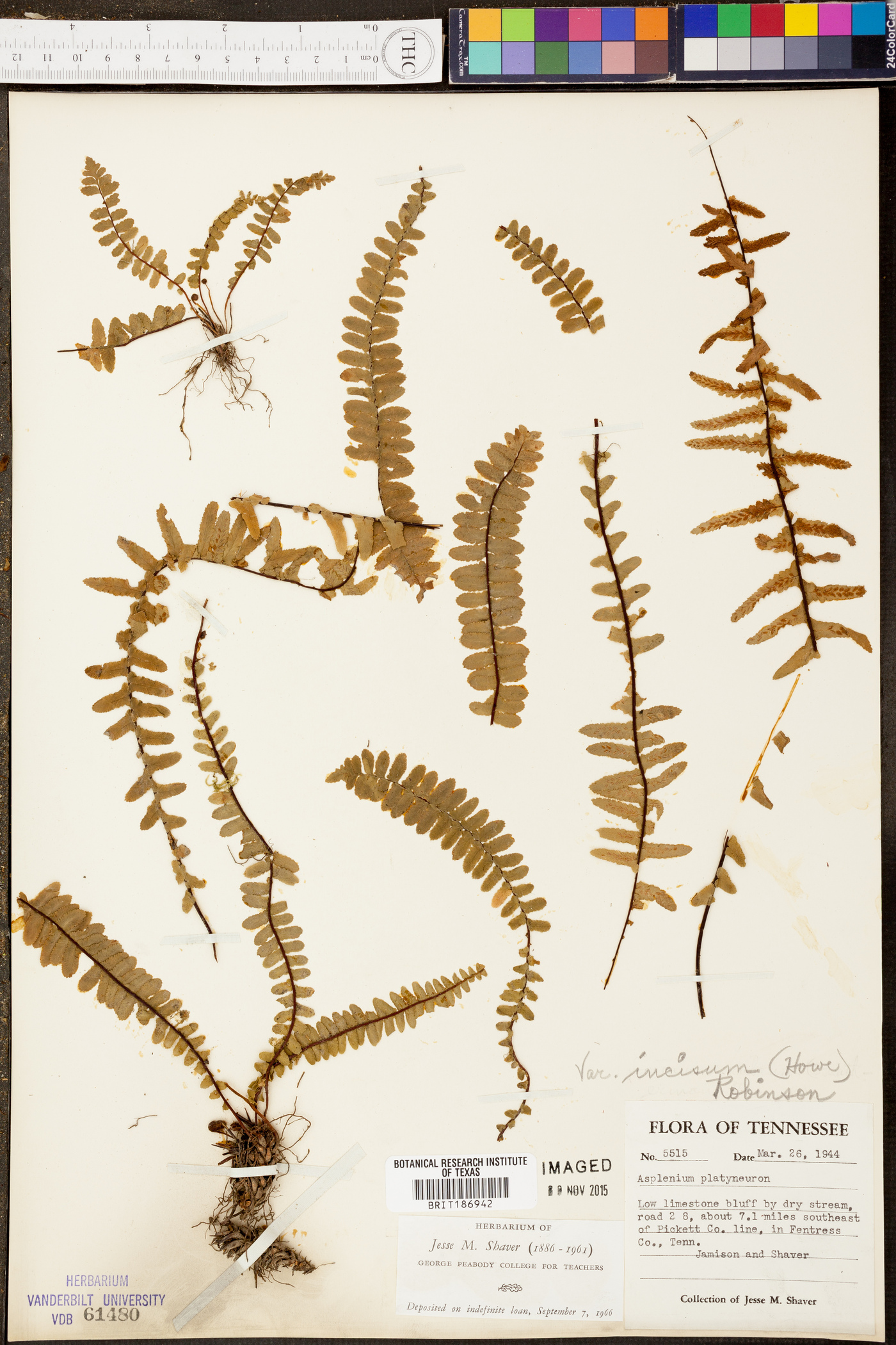 Asplenium platyneuron var. platyneuron image