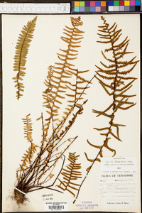 Asplenium platyneuron var. platyneuron image