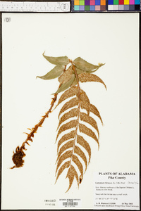Cyrtomium falcatum image