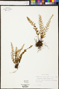 Myriopteris lanosa image