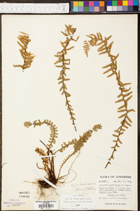 Asplenium platyneuron var. platyneuron image