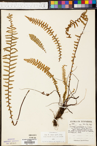 Asplenium platyneuron var. platyneuron image