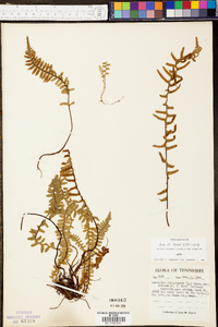 Asplenium platyneuron var. platyneuron image