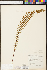 Asplenium platyneuron var. platyneuron image