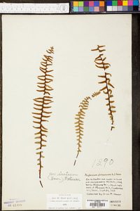 Asplenium platyneuron var. platyneuron image