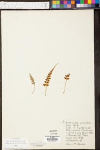 Asplenium pinnatifidum image