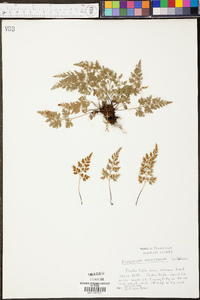 Asplenium montanum image