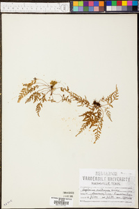 Asplenium montanum image