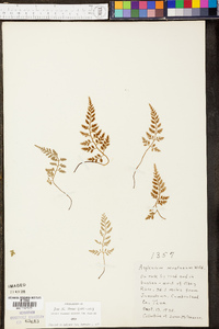 Asplenium montanum image