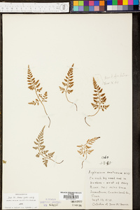 Asplenium montanum image