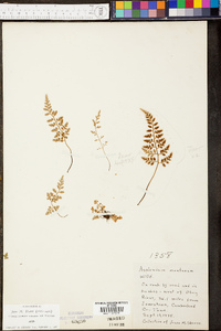 Asplenium montanum image