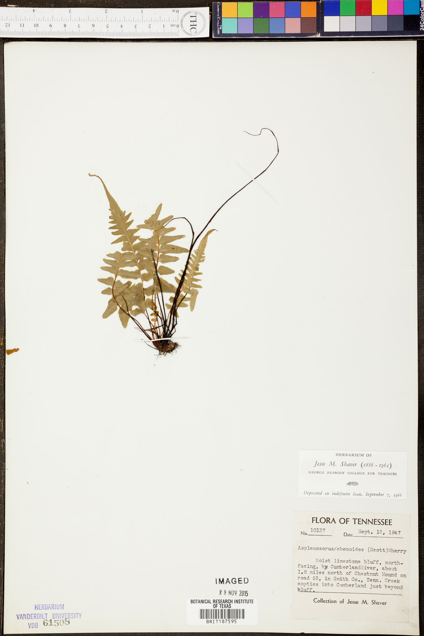 Asplenosorus image