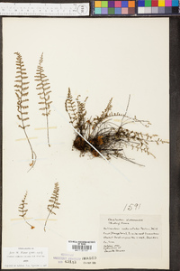 Myriopteris alabamensis image