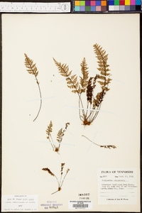 Myriopteris alabamensis image