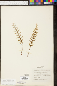 Myriopteris lanosa image