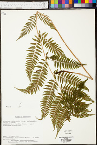 Athyrium filix-femina subsp. asplenioides image