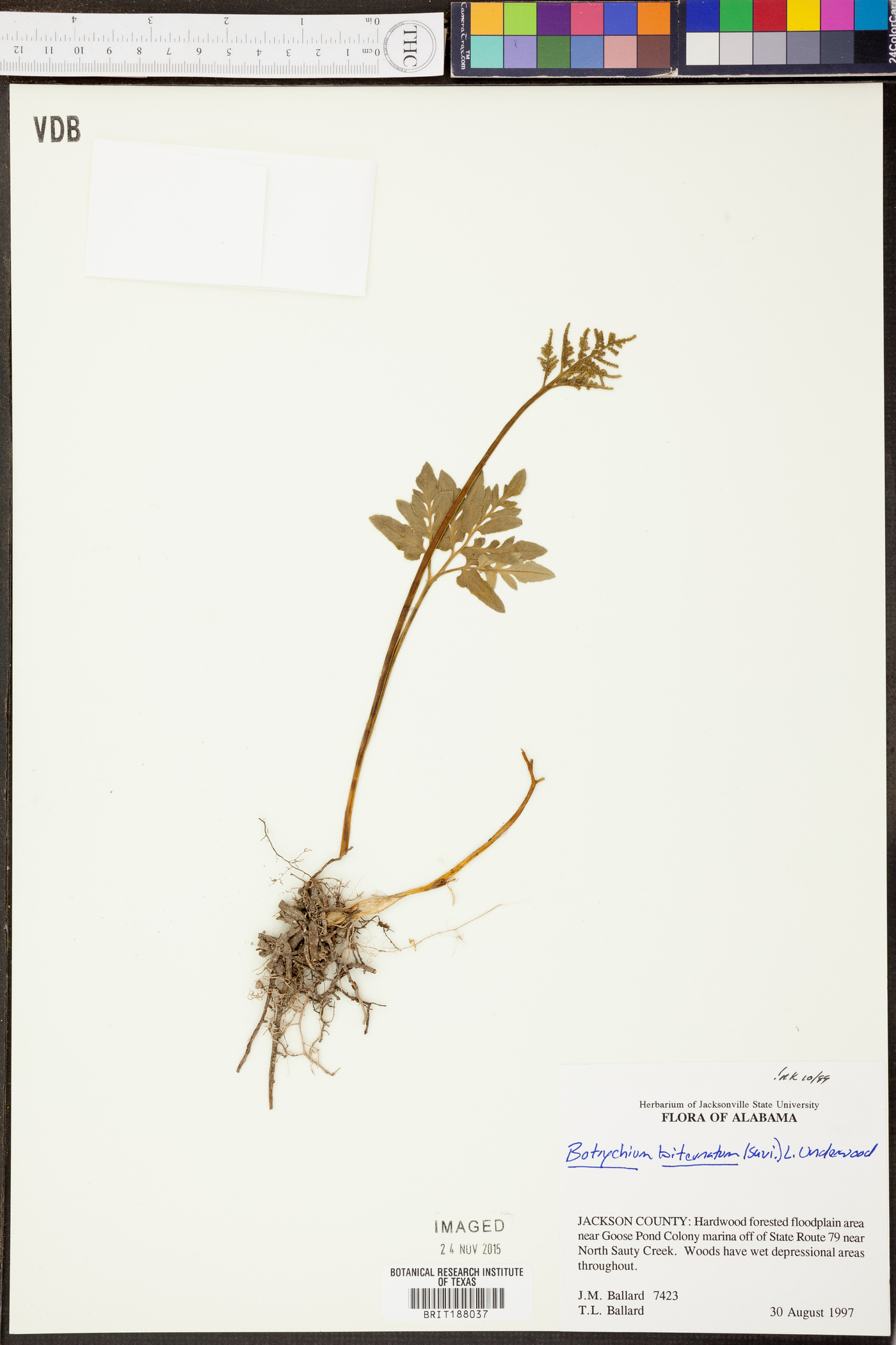 Sceptridium biternatum image