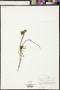 Botrychium lunarioides image