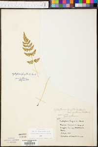 Cystopteris fragilis var. protrusa image
