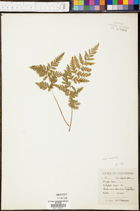 Cystopteris tenuis image