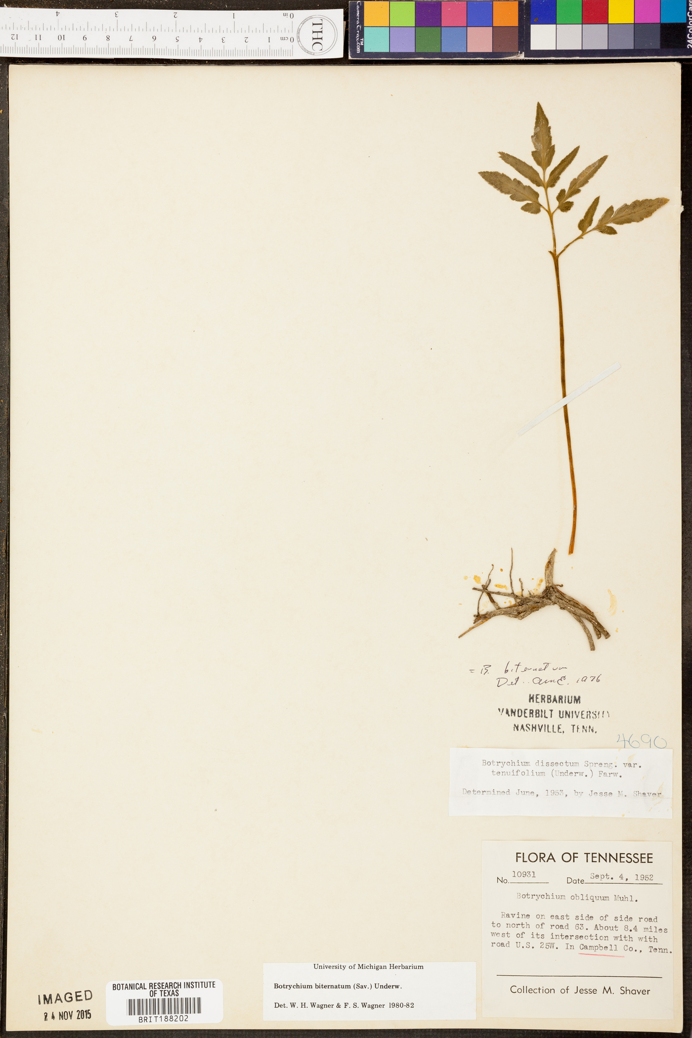 Sceptridium biternatum image