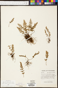 Myriopteris lanosa image