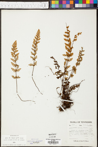 Myriopteris lanosa image