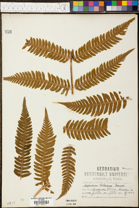 Dryopteris goldieana image