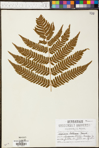 Dryopteris goldieana image