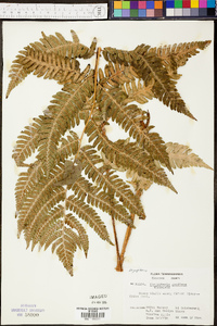 Dryopteris goldieana image