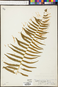 Athyrium pycnocarpon image