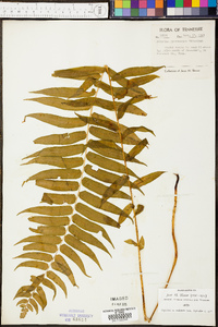 Athyrium pycnocarpon image