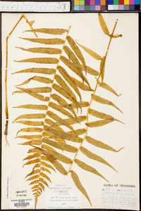 Athyrium pycnocarpon image