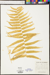 Athyrium pycnocarpon image