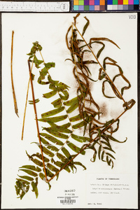 Athyrium pycnocarpon image