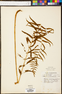 Athyrium pycnocarpon image