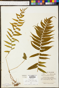 Athyrium pycnocarpon image