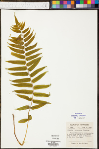 Athyrium pycnocarpon image