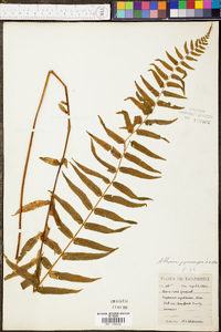 Athyrium pycnocarpon image