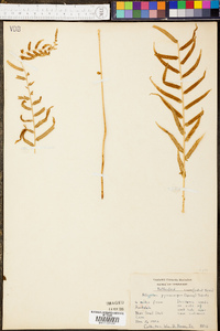 Athyrium pycnocarpon image