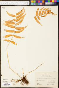 Athyrium pycnocarpon image