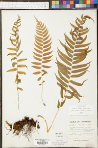 Athyrium pycnocarpon image